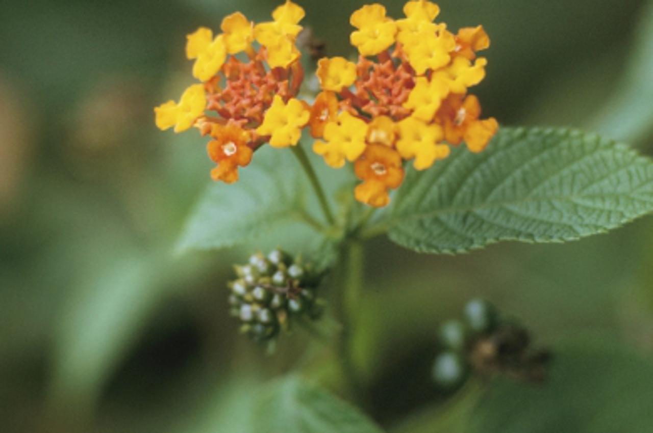 'Detail of flowers and foliage of lantana'