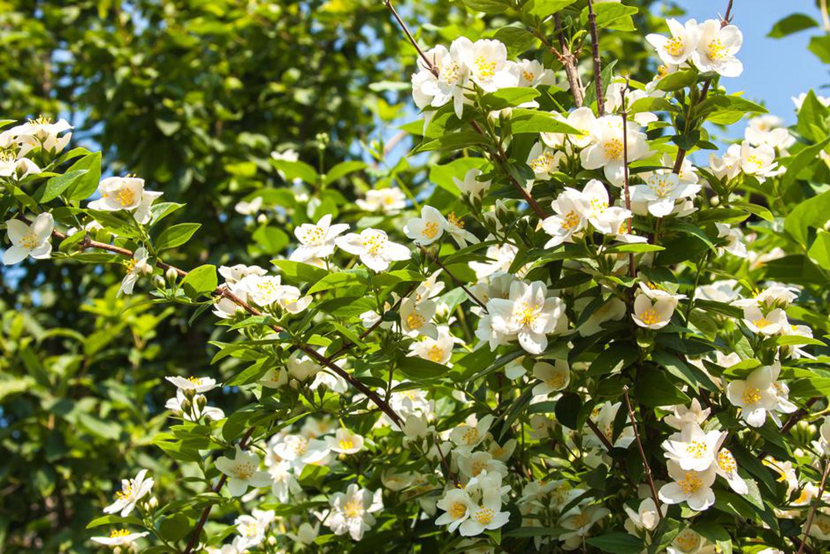Želite li imati zanimljiv cvjetni grm koji dobro izgleda i u sezoni cvatnje, ali i bez cvjetnih latica, odličan izbor je jasmin. A kako tek miriše!