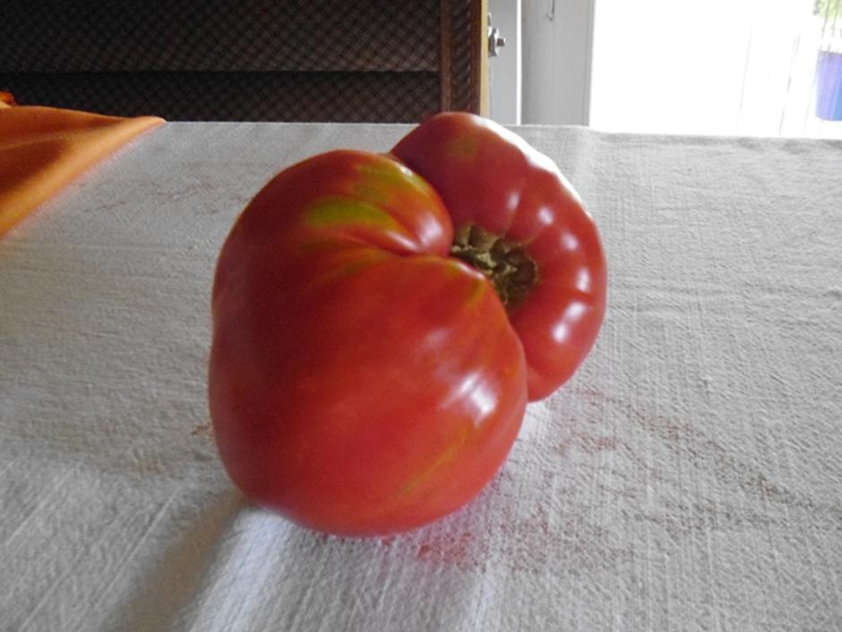 rajčica helena