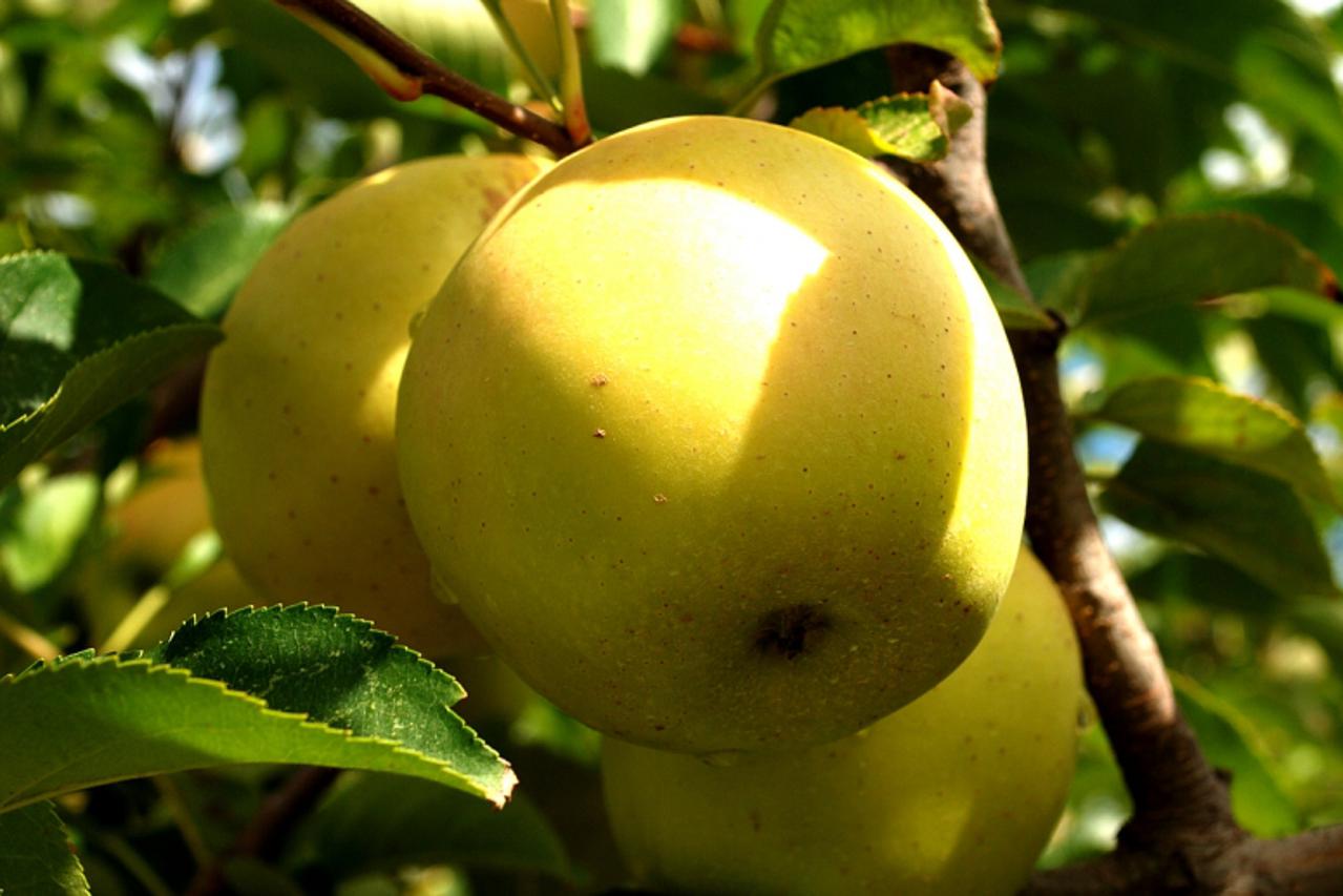 Savjetujemo: Za zdravo voće najvažnije je zimsko prskanje