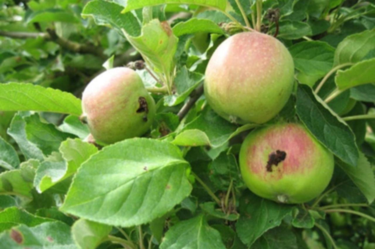 Gusjenica se hrani jabukom i uzrokuje trulež