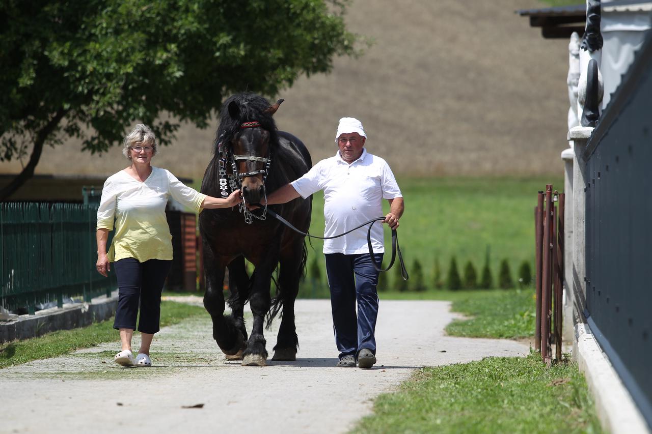 30.06.2015., Zabok -  OPG Petar Jadek, bavi se uzgojem konja hladnokrvnjaka i krava.  Photo: Boris Scitar/Vecernji list/PIXSELL