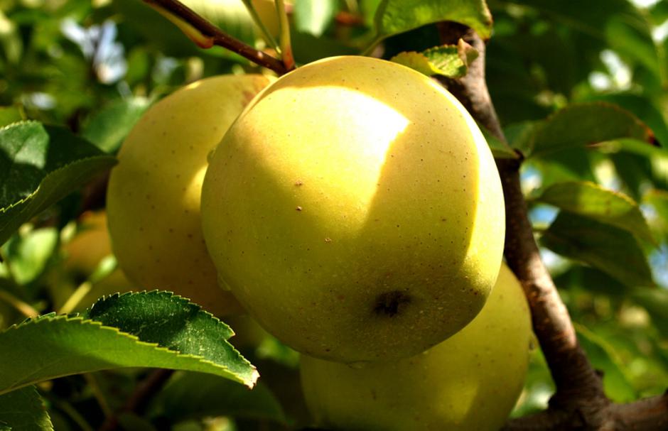 Savjetujemo: Za zdravo voće najvažnije je zimsko prskanje
