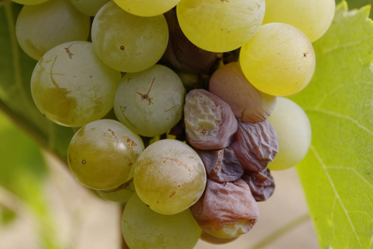 Najvažnija je ljetna zaštita vinove loze