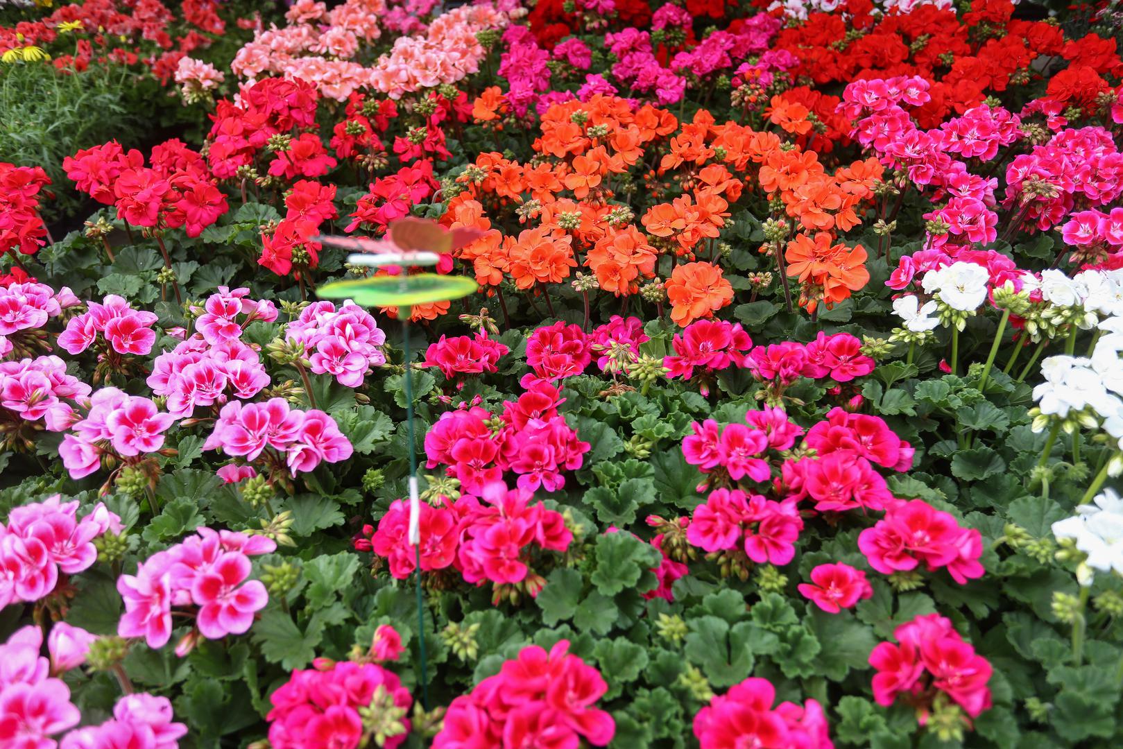 Trajanje 54. Međunarodne vrtne izložbe Floraart produljit će se do utorka, 21. svibnja do 21 sat
